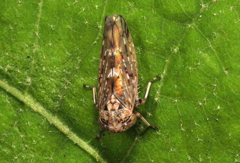 Idiocerus Heydenii ?